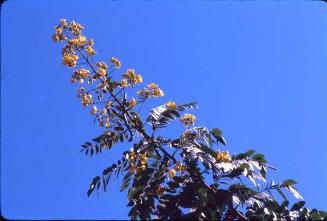 Ramo de Acacia con flores