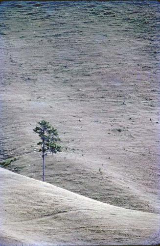Árbol en la colina