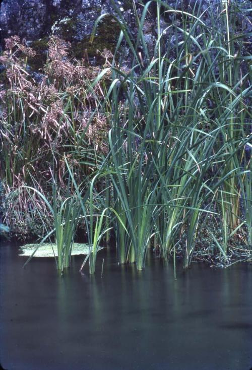 Hierbas de enea y papiros en la orilla del arroyo