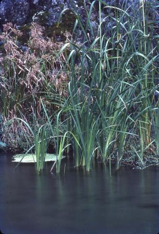 Hierbas de enea y papiros en la orilla del arroyo