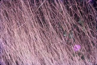 Florecilla morada entre hierba seca