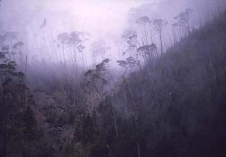 Niebla en el Pico Duarte III