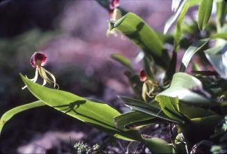 "Cangrejito", Encyclia cochleata, una orquídea silvestre II