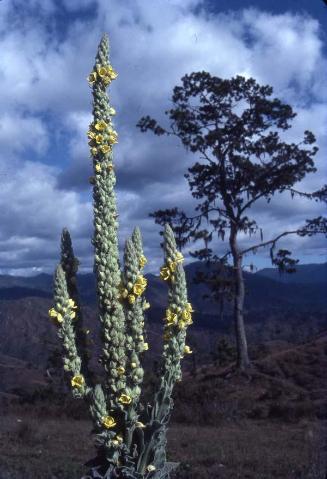 Penca con flores de Verbascum thapus, herbácea de las scrophulariaceae