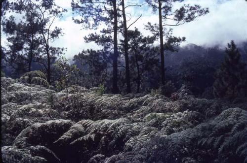 Bosque de pinos y helechos III, La Cotorra