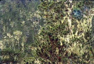 Pinos con plantas epifitas I