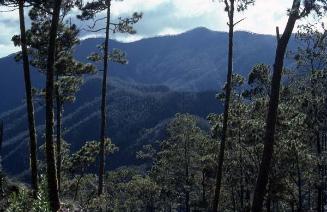 Panorama con pinos y montañas