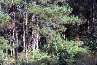 Bosque en el Pico Duarte