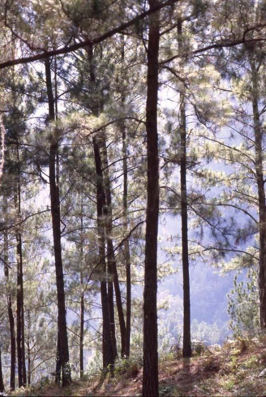 Bosque del Pico Duarte III