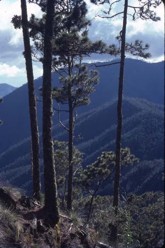 Bosque del Pico Duarte V