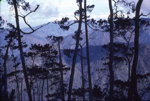 Bosque del Pico Duarte VI