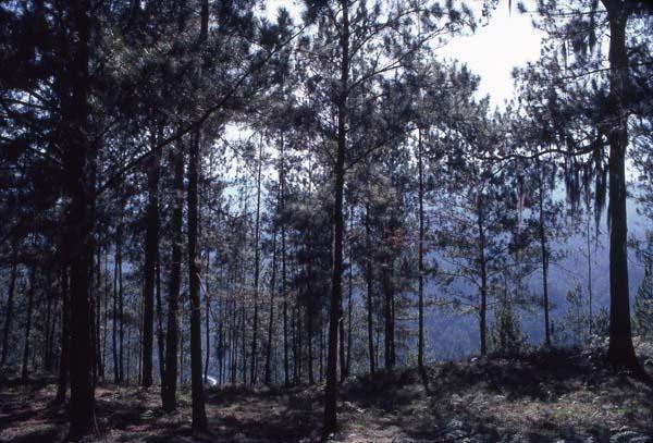 Bosque del Pico Duarte VII