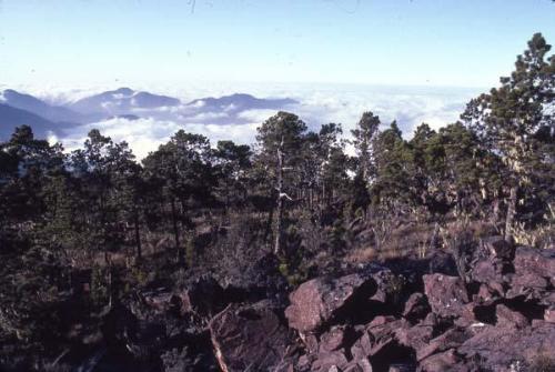 Bosque del Pico Duarte VIII