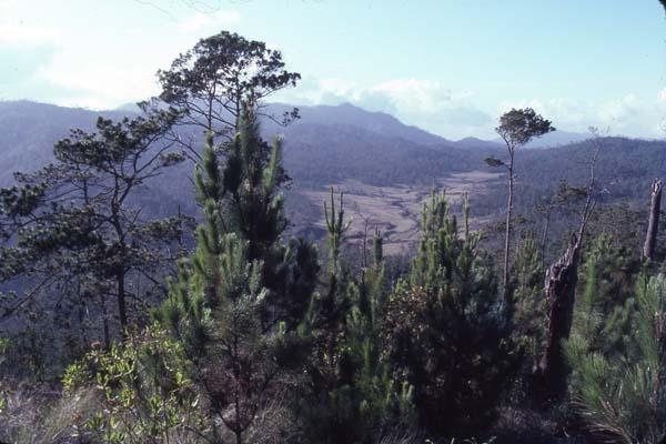 Bosque del Pico Duarte IX