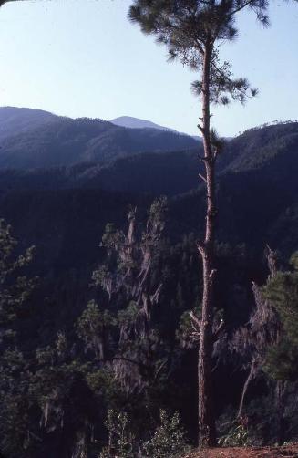Bosque del Pico Duarte XII