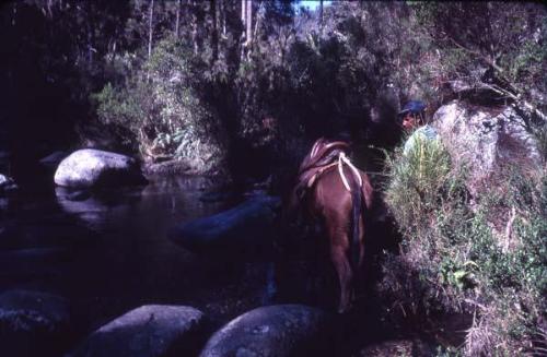 Mulo en la orilla del río