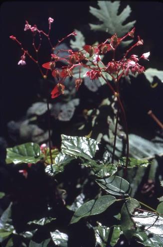 Begonia I