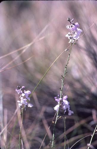 Flores silvestres púrpura claro I (Buchnera longifolia)