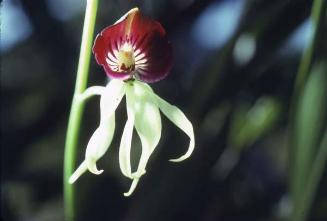Cangrejito, Encyclia cochleata, una orquídea silvestre III