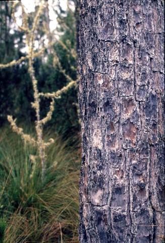 Plantas epifitas sobre tronco II