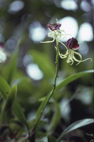Colonia de orquídeas silvestres (Encyclia cochleata) I