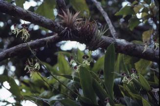 Colonia de orquideas silvestres (Encyclia cochleata) II
