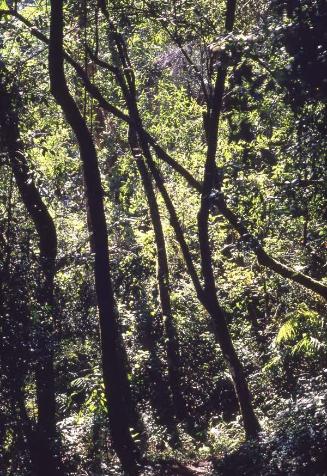 Troncos de árboles del Pico Duarte