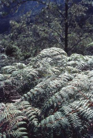 Bosque de helechos arbóreos en el Pico Duarte II