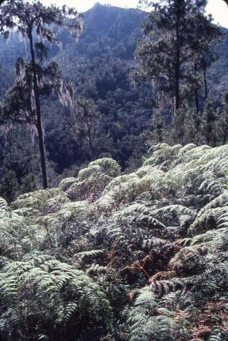Bosque de helechos arbóreos en el Pico Duarte III