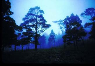 Niebla en el pinar del Pico Duarte