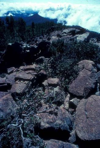 Rocas con plantas del Pico Duarte