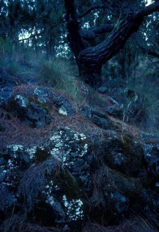 Rocas con musgo y líquenes en el bosque de La Rusilla