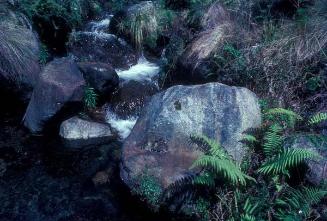 Helechos entre rocas del Pico Duarte