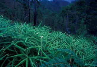 Bosque de helechos con doble frondes en el Pico Duarte
