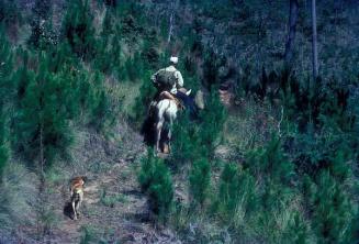 Expedicionario a mulo y perro en un trillo del Pico Duarte