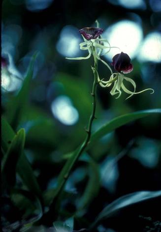 Cangrejito, Encyclia cochleata, una orquídea silvestre IV