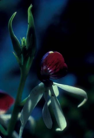 Cangrejito, Encyclia cochleata, una orquídea silvestre V