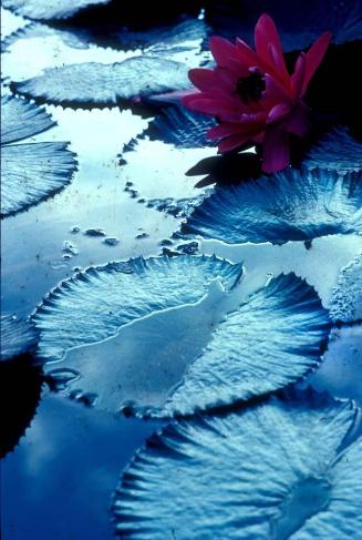 Hojas y flor de loto sobre agua