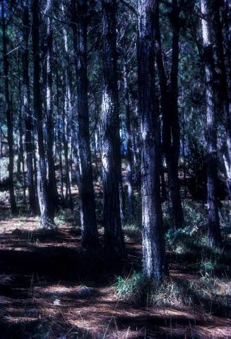 Bosque tupido de pinos II