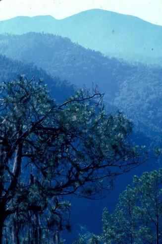 Laderas de montañas entre pinos y niebla -Pico Duarte-