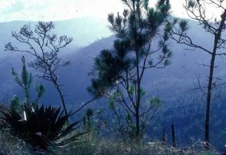 Maguey con pinos en el Pico Duarte