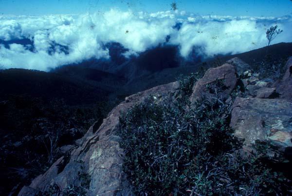 Rocas con plantas del Pico Duarte II