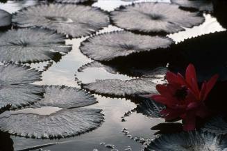 Hojas y flor de loto sobre agua III