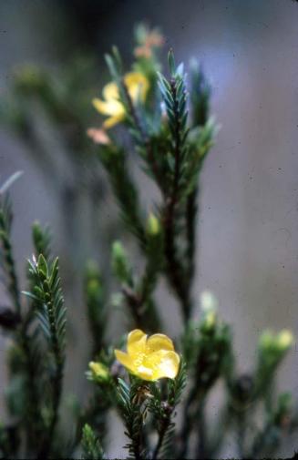 Flor amarilla del Pico Duarte II