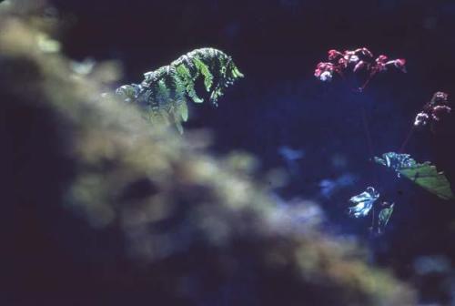 Begonia entre hojas de helechos