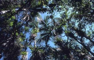 Bromelias entre palmeras