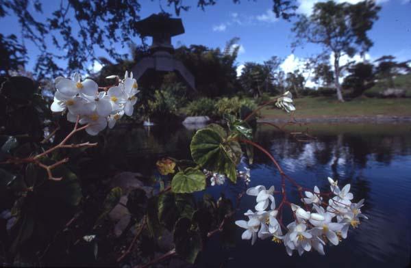 Begonias blancas de jardín II