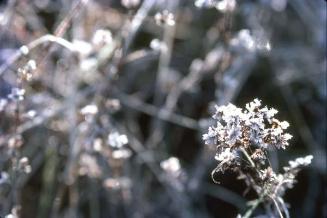 Ramito de flores blancas por delante de hierbas secas I