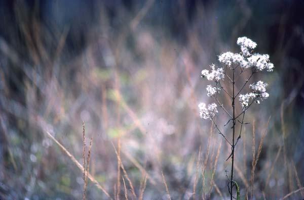 Ramito de flores blancas por delante de hierbas secas II