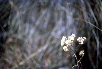 Ramito de flores blancas por delante de hierbas secas III